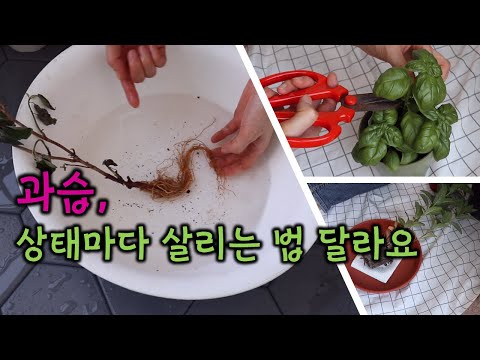 과습 식물 살리기, 초간단, 단계별로 살리는 방법