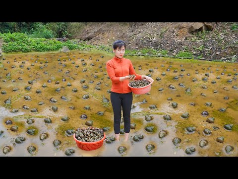 Harvesting A Lot Of Snails Goes To Countryside Market Sell. Take care farm / My Bushcraft - Nhất