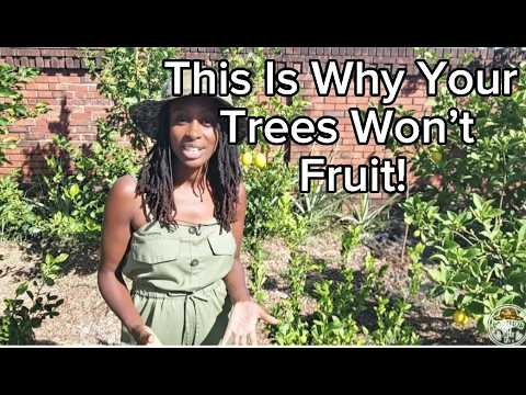 Why Your Fruit Tree Isn’t Fruiting (and How to Fix It)