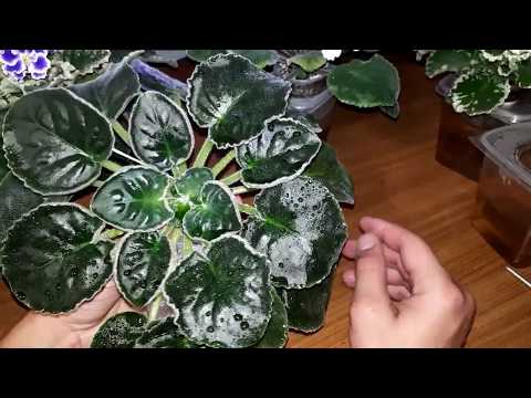Как добиться блеска листьев фиалок.