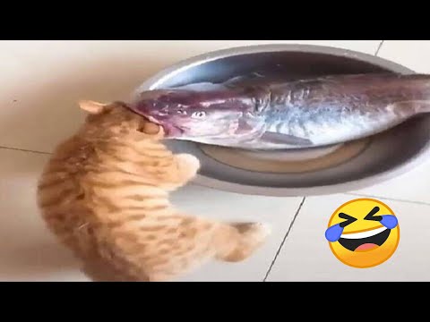 Funniest Cats and Dogs Videos 2024 😹🐶 Best Funny Animal Videos 😂 Funny Pets Zone #6