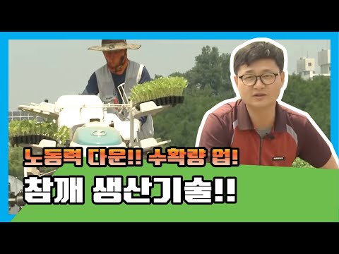 노동력 줄이고 수확량은 늘리는 참깨 생산기술!