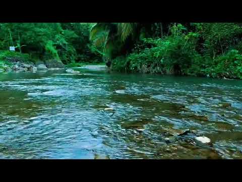 Soothing River Flow & Birds Singing | Ultimate Nature ASMR for Sleep & Mediation