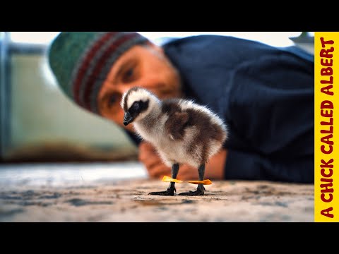 She Hatched in My Hands, Then I Saw Her Legs... | Amazing Chick Recovery