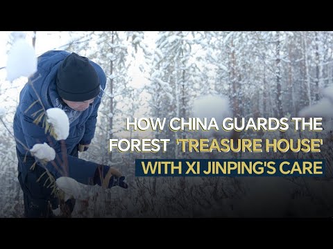 How China guards the forest 'treasure house' with Xi Jinping's care