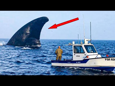 Marine Biologists Finally Solved What Was Responsible For Eating A Great White Shark Whole