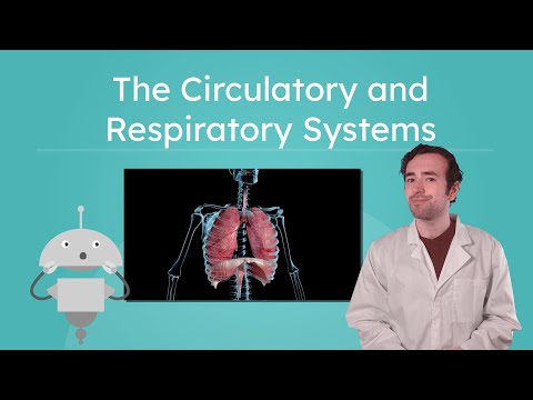 The Circulatory and Respiratory Systems - How We Breathe and Circulate Blood
