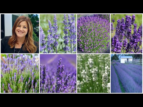 Top 7 Most Popular Varieties of Lavender (+ Lavender Basics)! 💜🌿💜 // Garden Answer