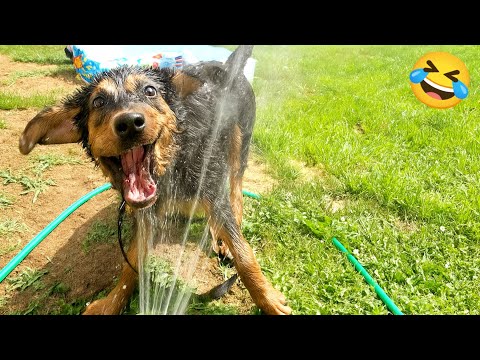 New Funny CATS and DOGS Clips 2025🐈🐕 Try Not To Laugh 🤣