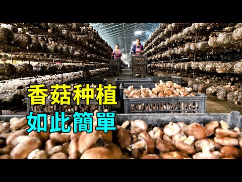 香菇的秘密,種植過程大開眼界