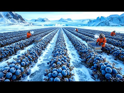 Growing Blueberries in Extreme -40°C Winter (Frozen Harvest)