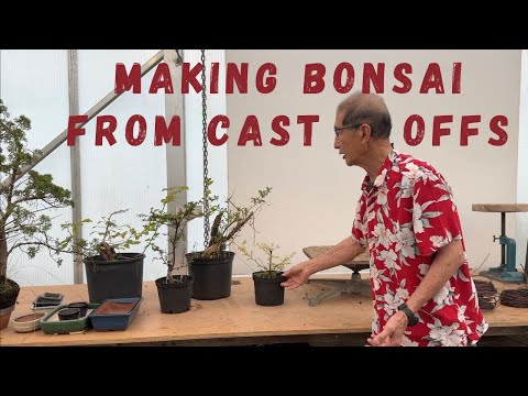 Bonsai From Cast Offs
