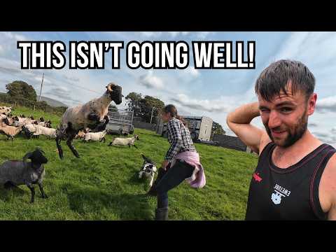 LUNATIC LAMBS ARE PUSHING US TO THE LIMIT!