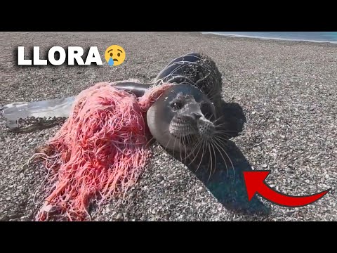 SEALS Call for HELP and Are RESCUED from Fishing Nets 💨 Animal Rescue #11