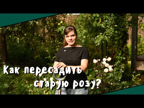 Осенняя посадка и пересадка роз / Розы в саду - продолжение