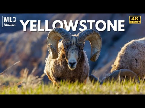 YELLOWSTONE - Batailles pour la Survie | Documentaire Complet