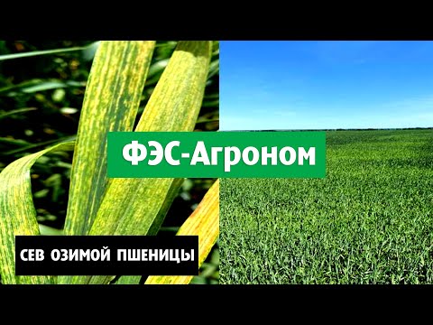 Сев озимой пшеницы