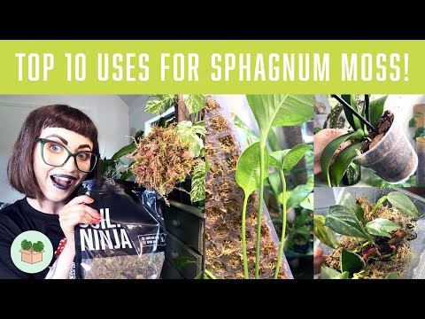 Top 10 uses for sphagnum moss 🪴(houseplant tips and tricks)