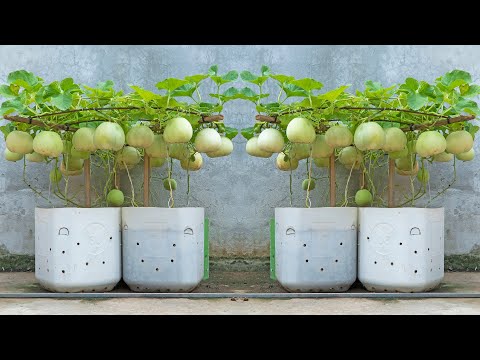 I grew a garden of honeydew melons in plastic bottles. Surprised to harvest big and sweet fruit