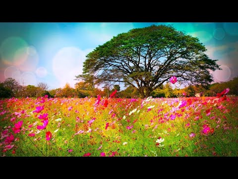 Beautiful Relaxing Soothing Music, Peaceful  Music, "Nature's Rest" by Tim Janis