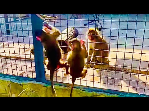 SO CUTE! Early in the morning, Manyashka and Stepashka run to Mayechka the monkey to take her to ...