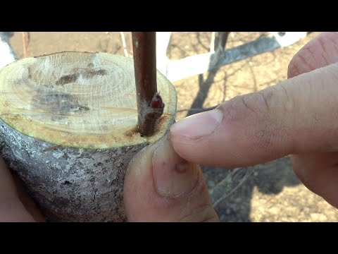 ТАК СМОЖЕТ КАЖДЫЙ, САМАЯ ПРОСТАЯ ПРИВИВКА ЗА КОРУ