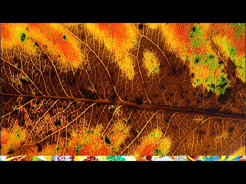 Autumn Colors (explained...)