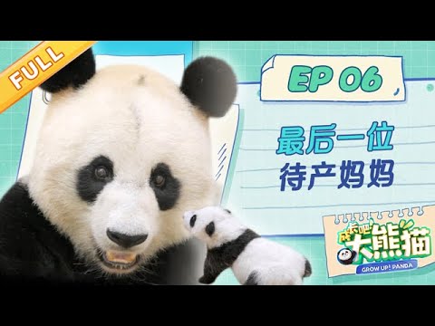 【熊猫慢综艺】最后一位待产妈妈 “大耳朵”优优 | 成长吧大熊猫