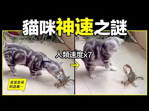 貓的反應速度是人類七倍？為什麼說貓能看到子彈時間？原來，這真的是你膝蓋上的天生殺手……|自說自話的總裁