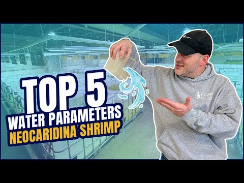 Neocaridina Shrimp Water Parameters | Neocaridina shrimp [Shrimp Saturday]