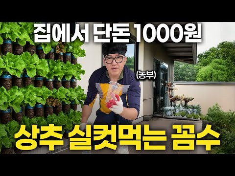 단돈 1000원으로 집에서 상추 무한리필 해먹는 법 (달그닥TV 2부)
