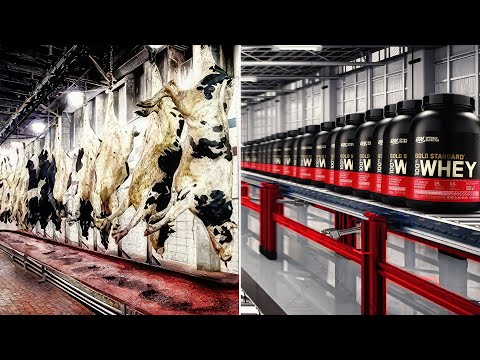 How Whey Protein Powder Is Made From Cheese