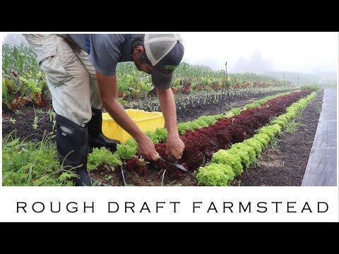 How To Grow Lettuce in Summer (No-Till)