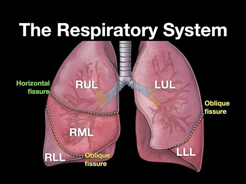 The Respiratory System #respiration #lungs #alveoli #pleural
