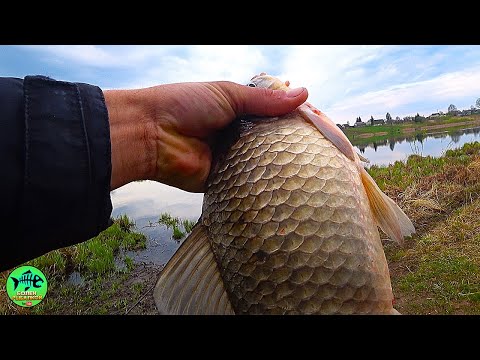 WHY HAVEN'T I FISHED LIKE THIS BEFORE? Huge crucian carp on a feeder.
