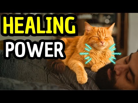 Your Cat is a Medical Device (Here’s Why)