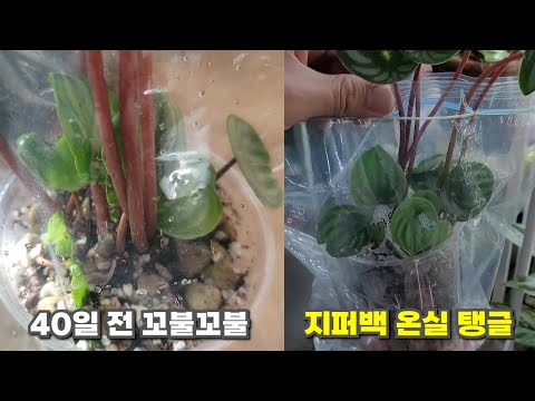 잔챙이 식물을 지퍼백에 넣어보세요!! 습도 온실 효과가 납니다!