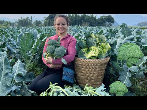 Harvest the broccoli garden to sell at the market, cook and take care of pigs