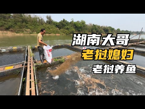 湖南大哥来老挝10年，娶老挝媳妇，投资300万养鱼，一年能挣多少钱？