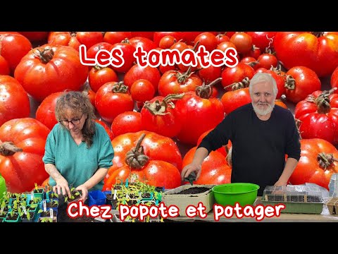 LES 3 ETAPES İNDİSPENSABLES POUR REUSSİR SES PLANTS DE TOMATES