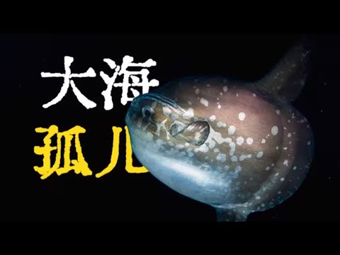 鲀形目:无法逃脱的狭缝