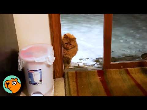 Scared Stray Cat Makes First Steps Into His Forever Home  | Cuddle Buddies