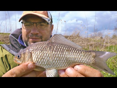 100% рабочий способ ловли карася на фидер весь год. Караси сходят с ума от такой ловли на фидер