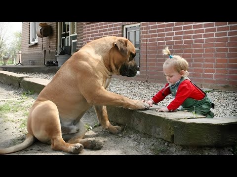 When Big Dogs Prove They're the Best Babysitters | Big Dog and Baby