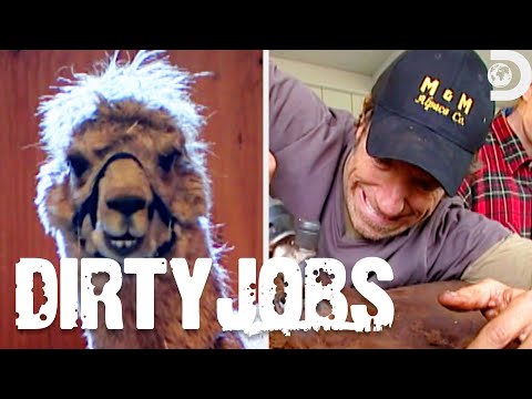 The Dirtiest Animal Jobs | Dirty Jobs | Discovery
