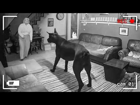 اقوى تجميعه لأشياء غريبة حدثت أمام الكاميرا | هتتصدم بجد لما تشوفها