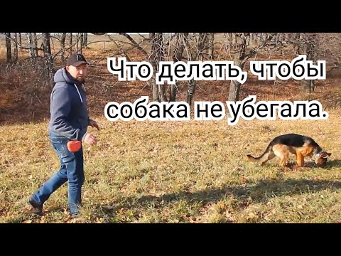 Как научить собаку, что бы она от нас не убегала