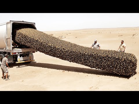 They Released Millions of Frozen Bees Into Sahara and Left Them for a Year. Result Shocked the World