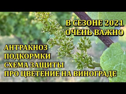 ВАЖНО В СЕЗОНЕ 2021, АНТРАКНОЗ. СХЕМА ЗАЩИТЫ. ПРО ЦВЕТЕНИЕ. ПОДКОРМКИ ВИНОГРАДА