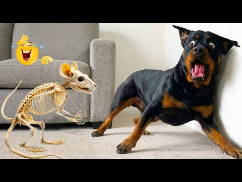 Cute & Funny Pets 2026 🥰😂 #2 | Best Cats & Dogs Compilation 🐾